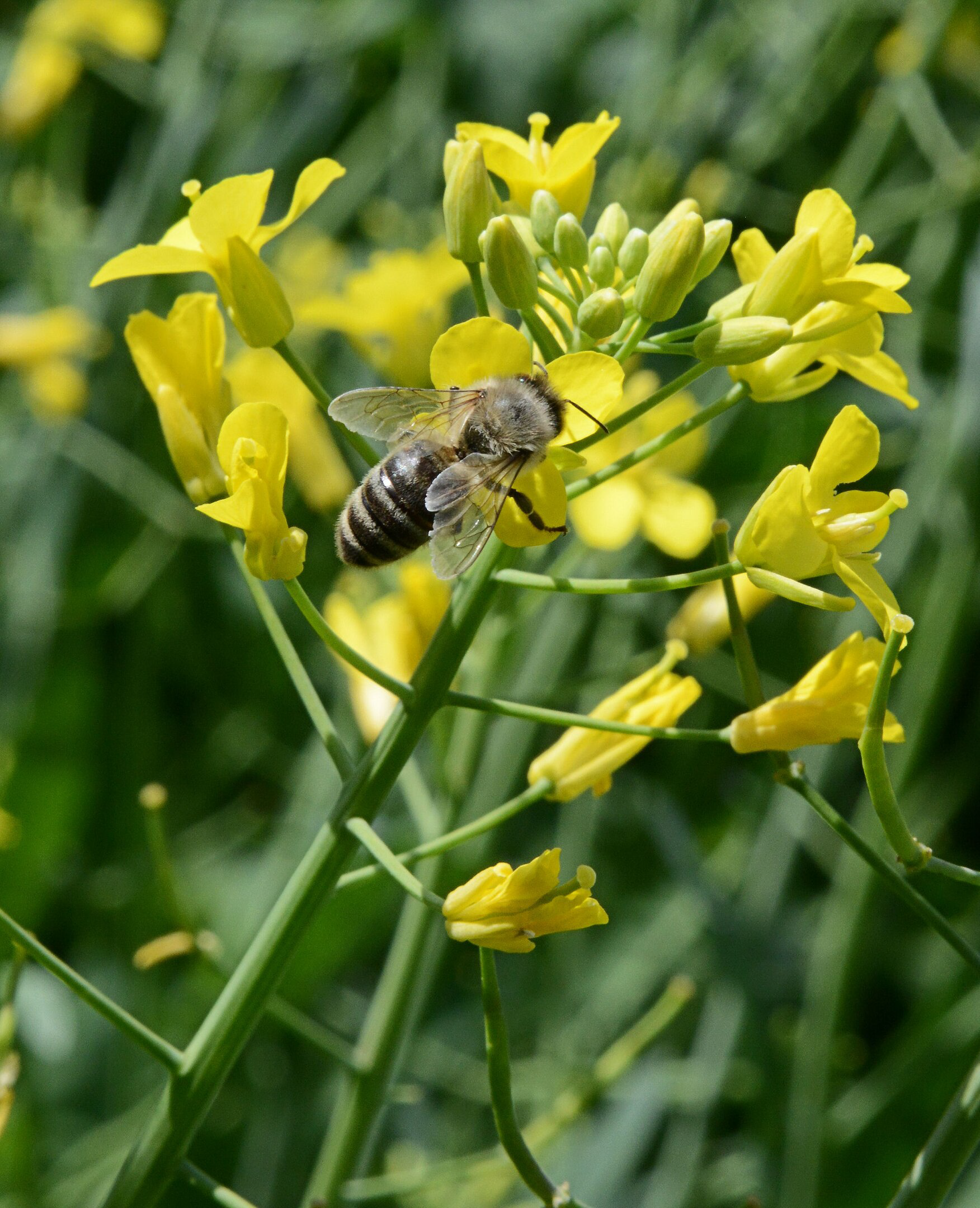 Natuurlijke koolzaadhoning uit Nederland bij op een koolzaadbloem