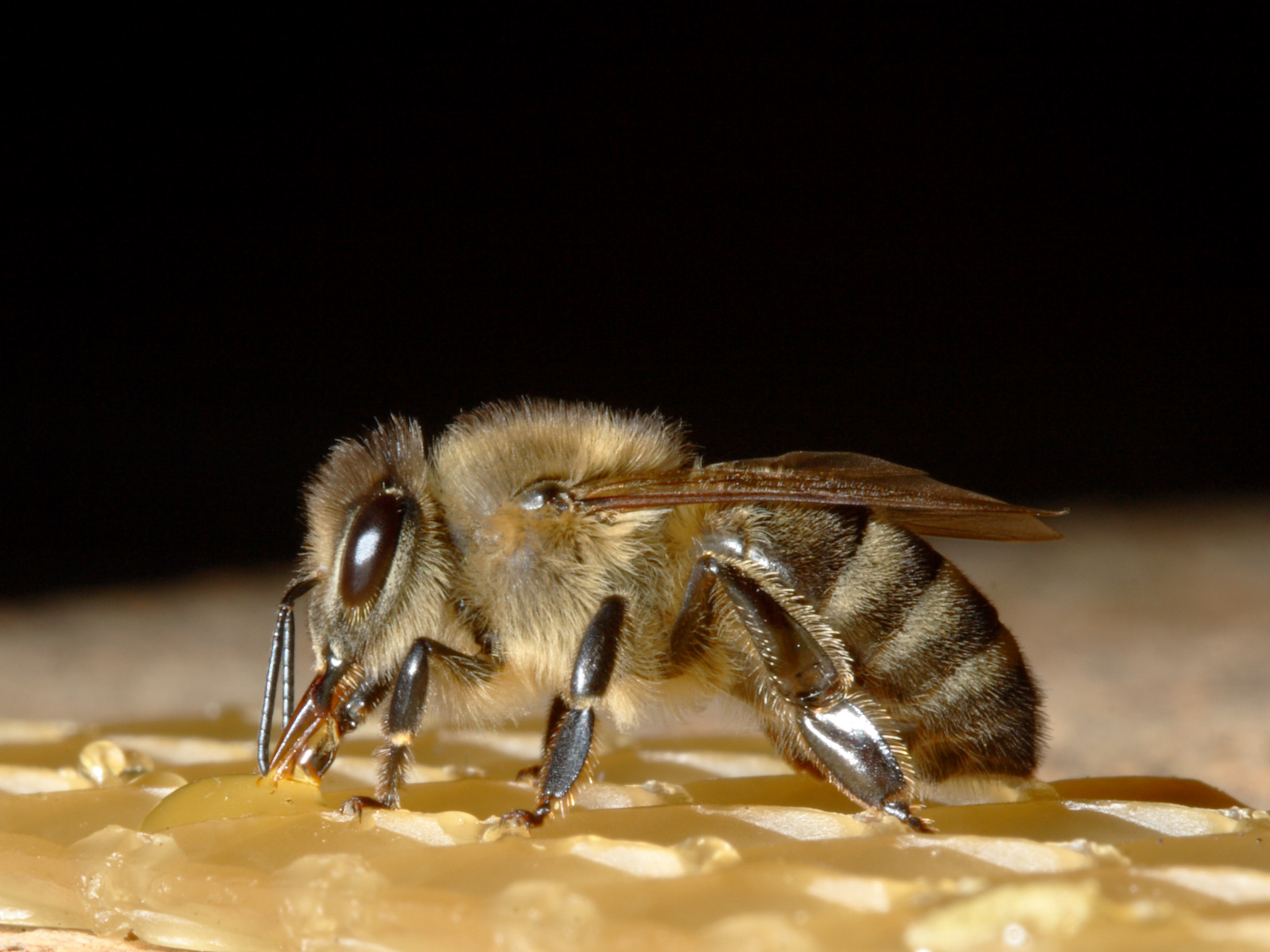 bij aan het werk voor productie natuurlijke nederlandse koolzaadhoning