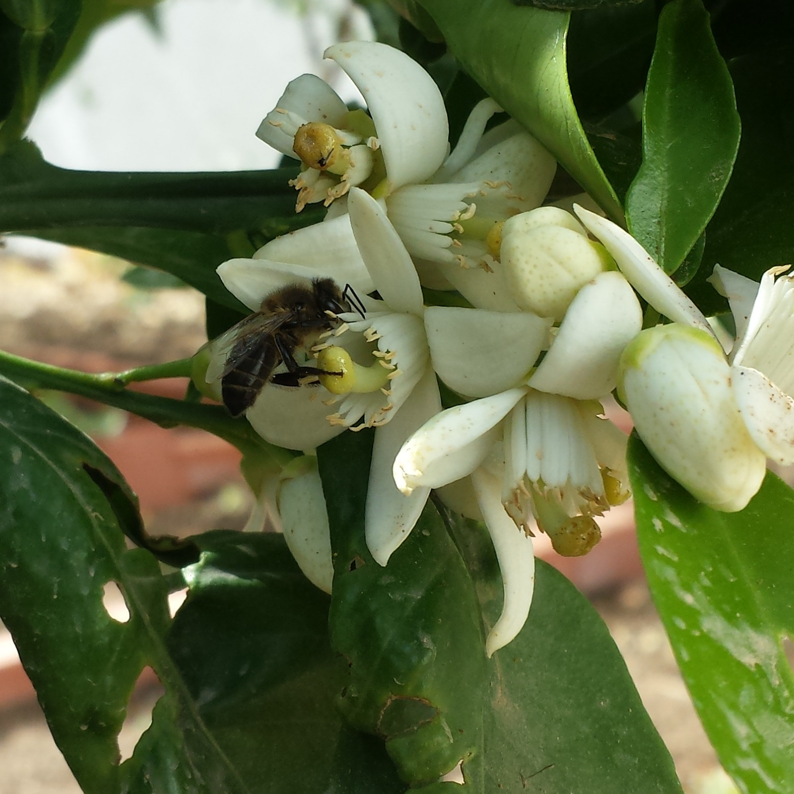 bij op sinaasappelbloesem oranjebloesemhoning Puur natuurlijke oranjebloesemhoning of sinaasappelhoning 450 gram bloesem met bij