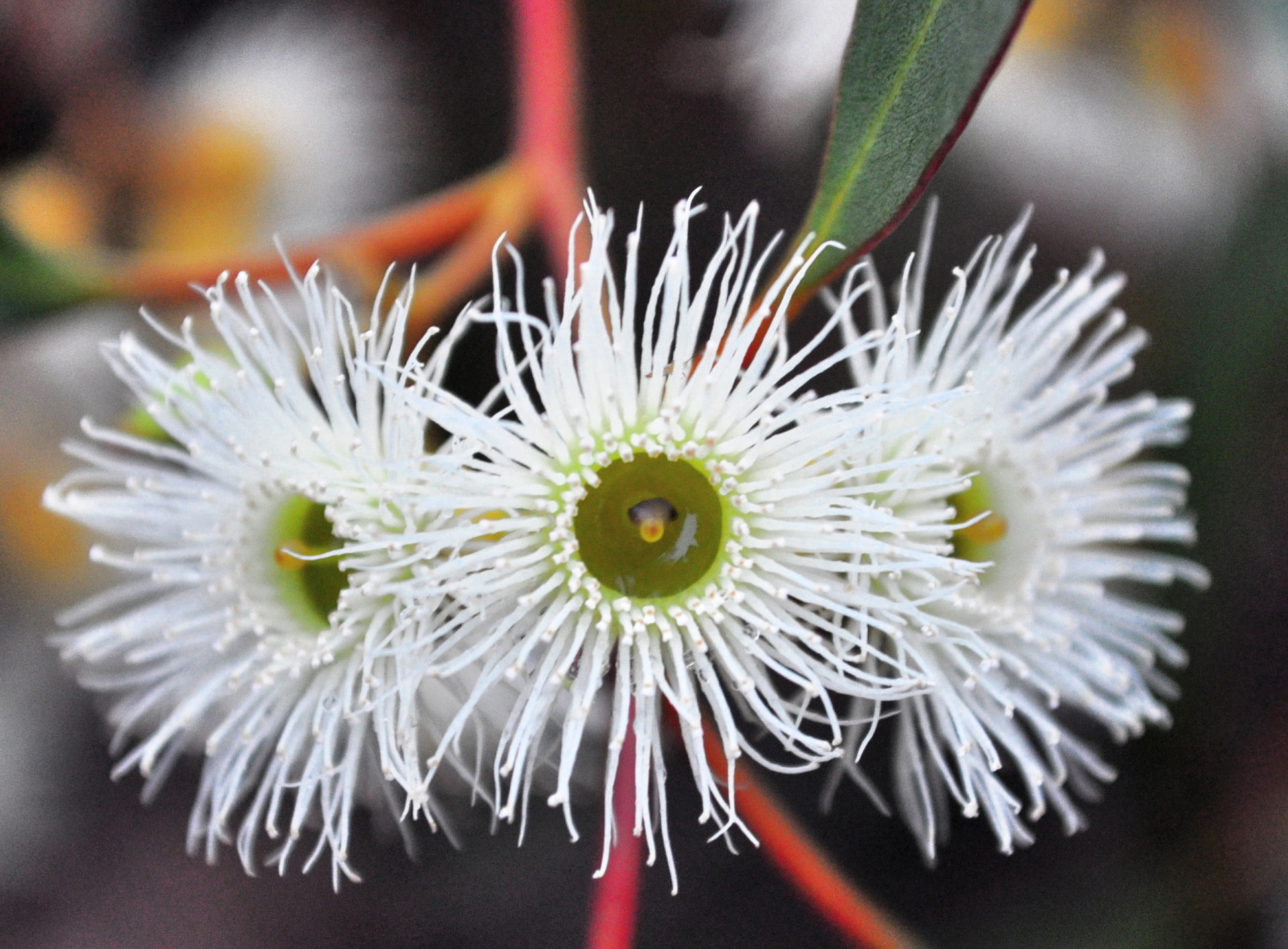Eucalyptus bloem voor honing