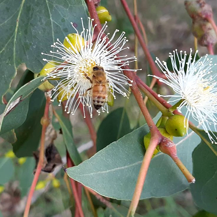 Eucalyptus met bij